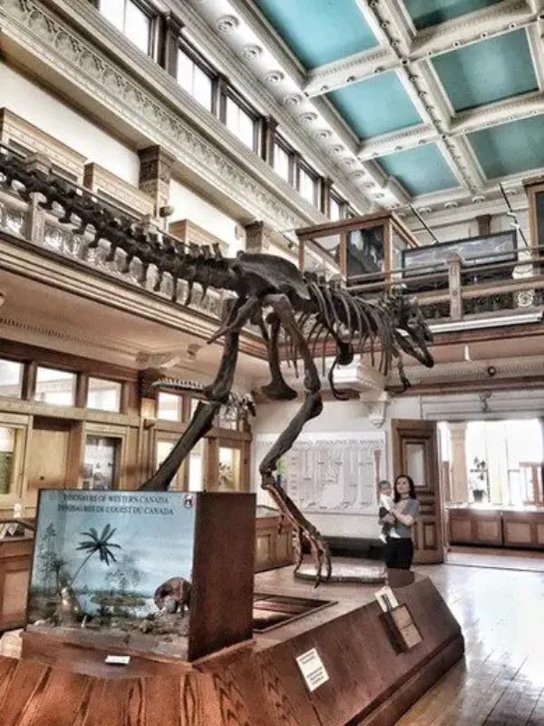 Top 10 Educational Places for Kids in Montreal Redpath Museum Top 10 Educational Places for Kids in Montreal Redpath Museum