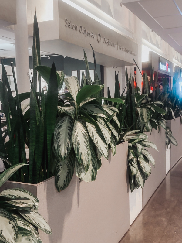World Odysee Mastercard desjardins lounge yul airport